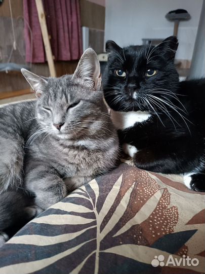 Передержка для кошек