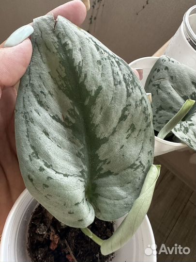 Сциндаптус Сильвер леди