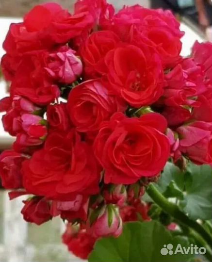 Стартеры сортовых пеларгоний в 0,5л