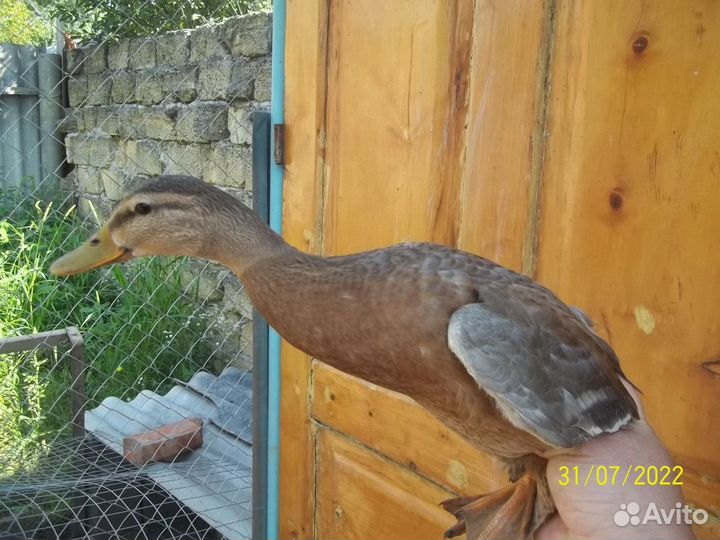 Утки.кряквы