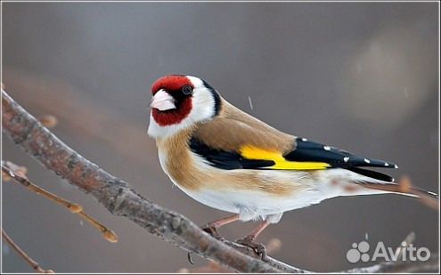 Певчие птицы