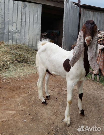 Камори козел