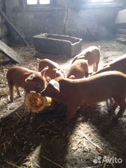 Поросята