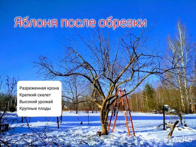 Обрезка сада (Агрономы плодоводы Тимирязевки)