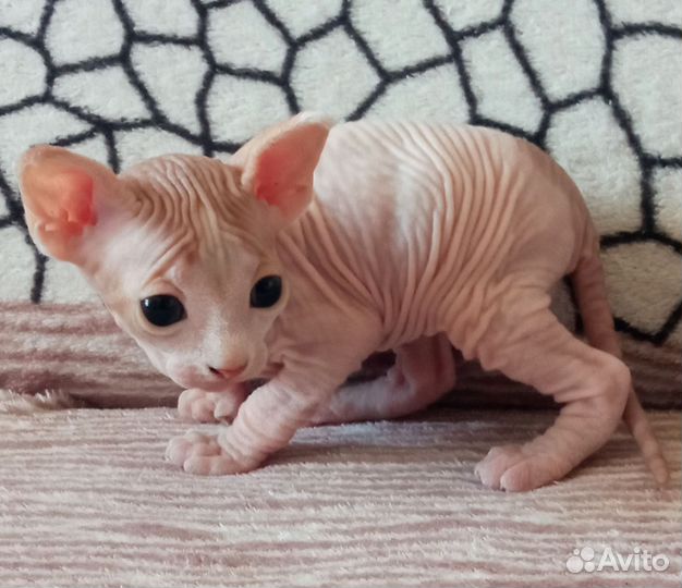 Донской сфинкс котята велюр