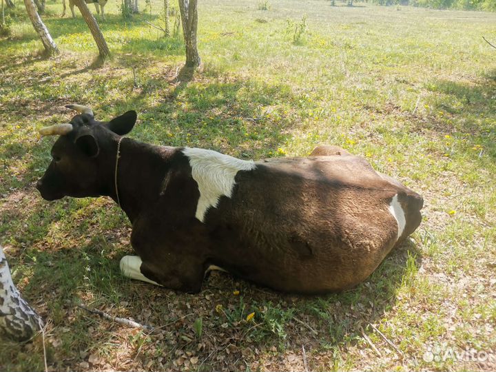 Коровы дойные молочные