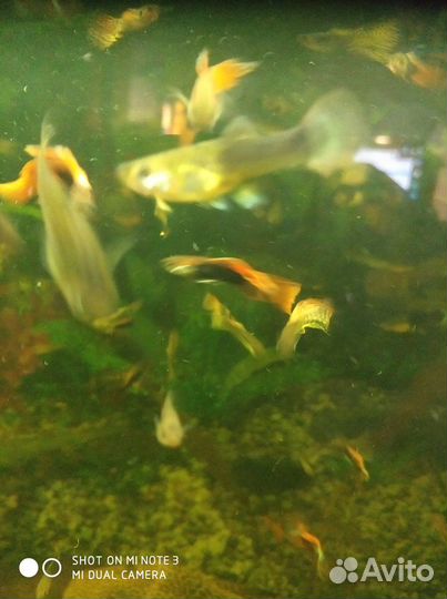 Аквариумные рыбки гуппи