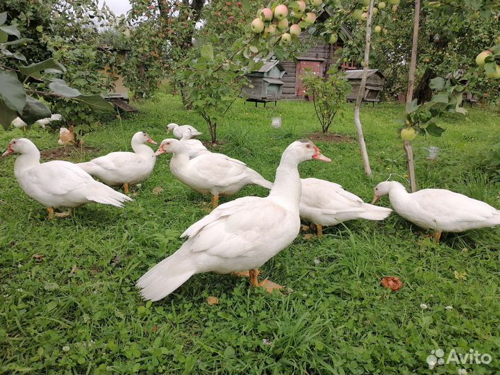 Утки пекинки