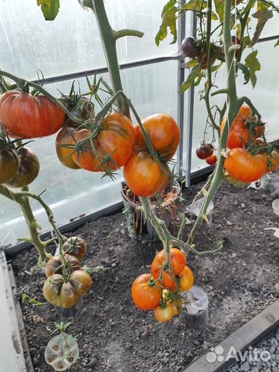 Помидоры домашние
