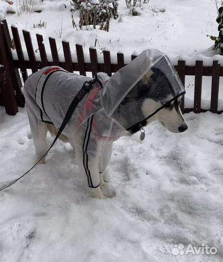 Дождевик для крупной собаки