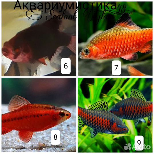 Аквариумные рыбки