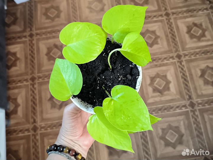 Сциндапсус пиктус Сильвер, неон, эпипремнум