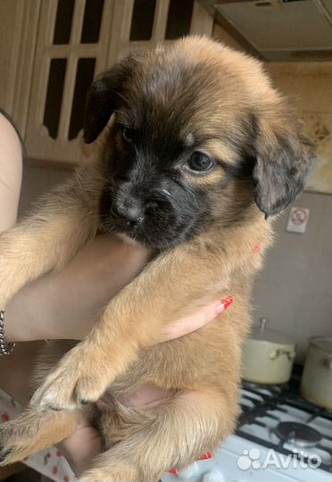 Щенок девочка