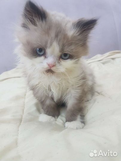 Коты на вязку