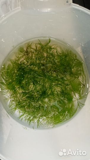 Аквариумное растение роголистник