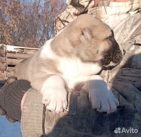 Среднеазиатская овчарка алабай