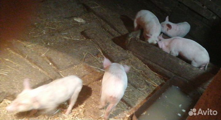 Поросята