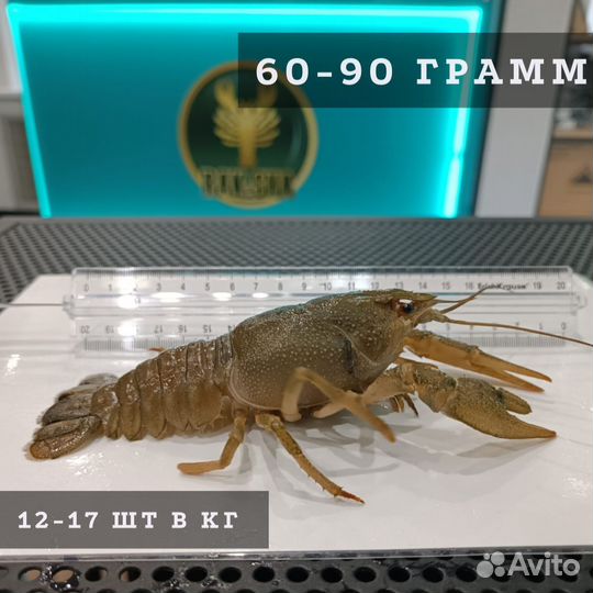 Живые раки 60-90 гр