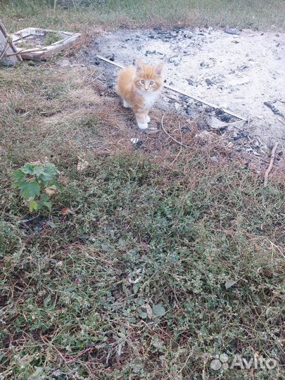 Котята мейн-кун