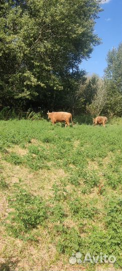 Бычки и быки