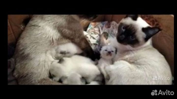 Сиамские котята