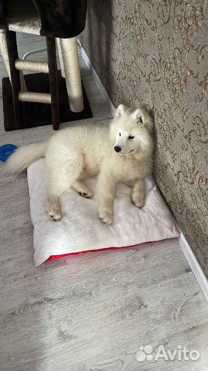 Самоед щенок