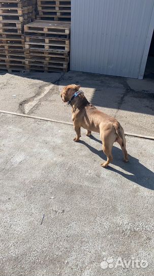 American Bully вязка Американский Булли вязка Ищем