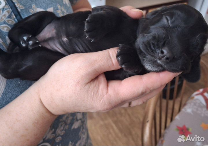 Щенки спаниеля