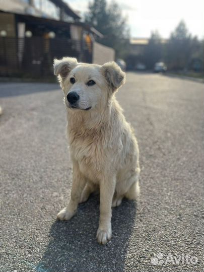 Барс в семью