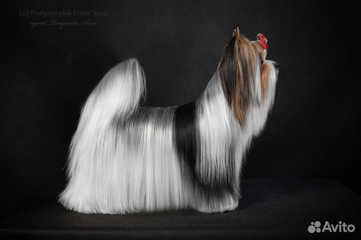 Кобель для вязки бивер