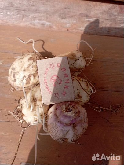 Рябчик императорский. Смесь