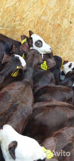 Телята доставка