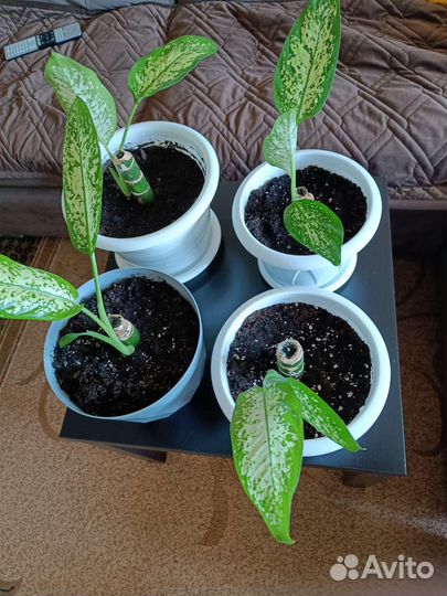 Диффенбахия