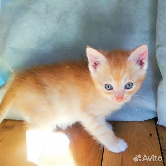 Отдам в добрые руки котят