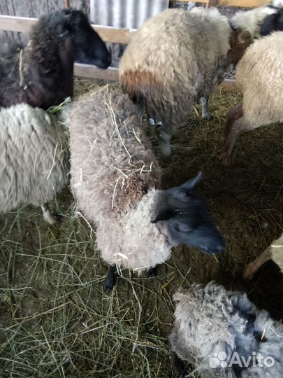Овцы бараны