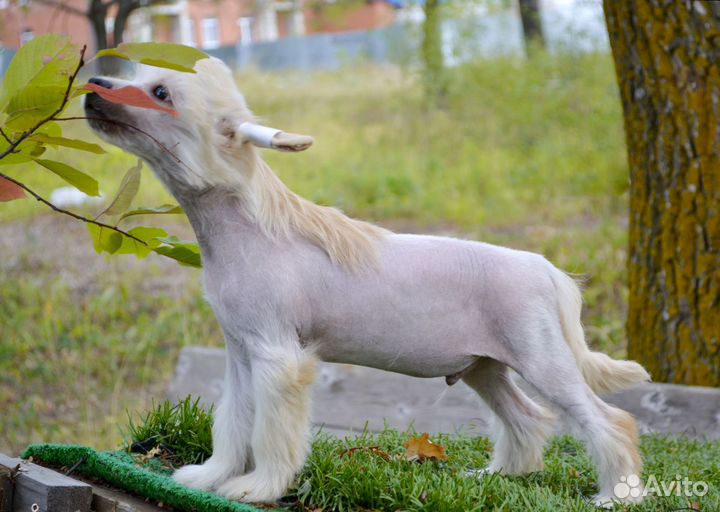 Китайская собачка