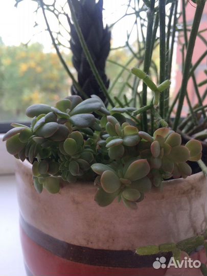 Echeveria cristata