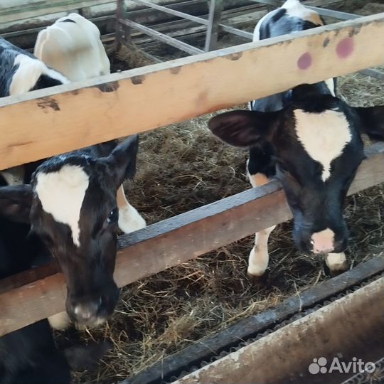 Телята бычки