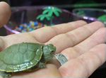 Черепаха красноухая с террариумом