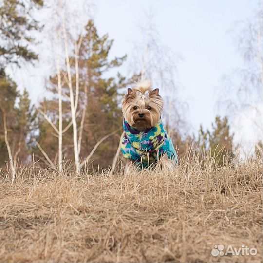 Мой дорогой питомец, ищет себе невесту)