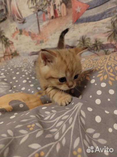 Котята золотая шиншилла