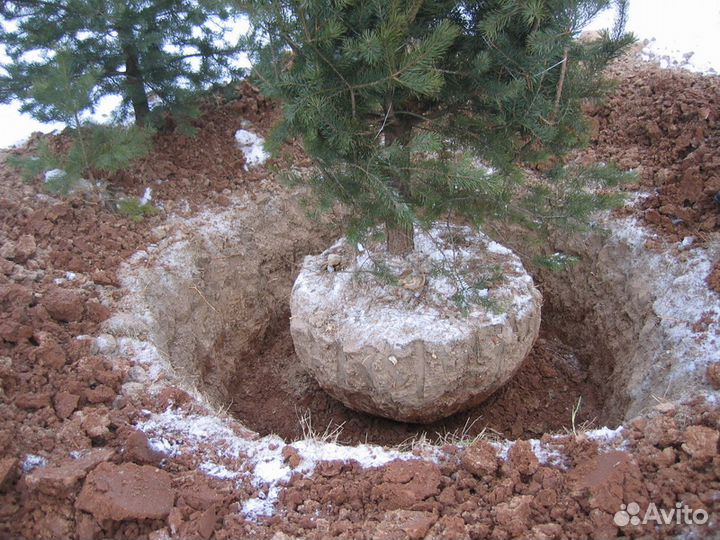 Саженцы кедра сибирского привитые с шишками