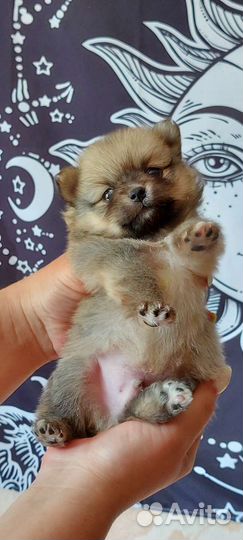 Щенки шпица