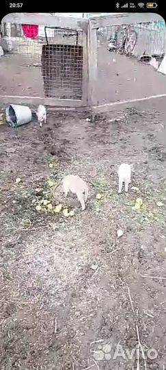 Поросята мясной породы