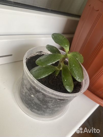 Толстянка (крассула)