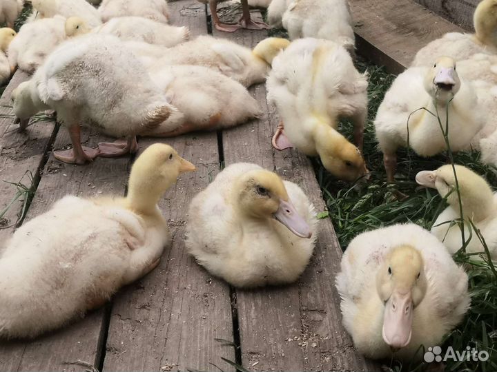 Утята бройлерные Sk-6 оптом и в розницу