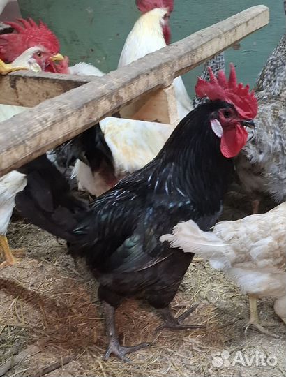 Молодые петухи