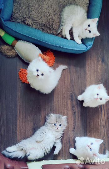 Британские котята серебристые шиншиллы