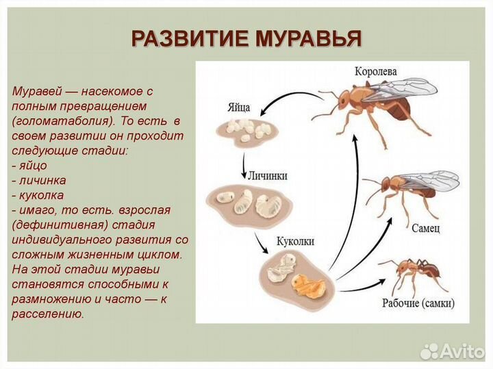 Уничтожение тараканов, клопов. Дезинфекция