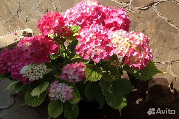 Гортензия крупнолистная Окская весна саженцы